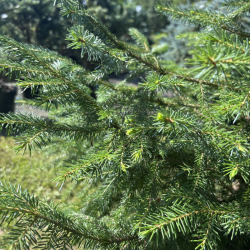 Eglė paprastoji (Picea abies)