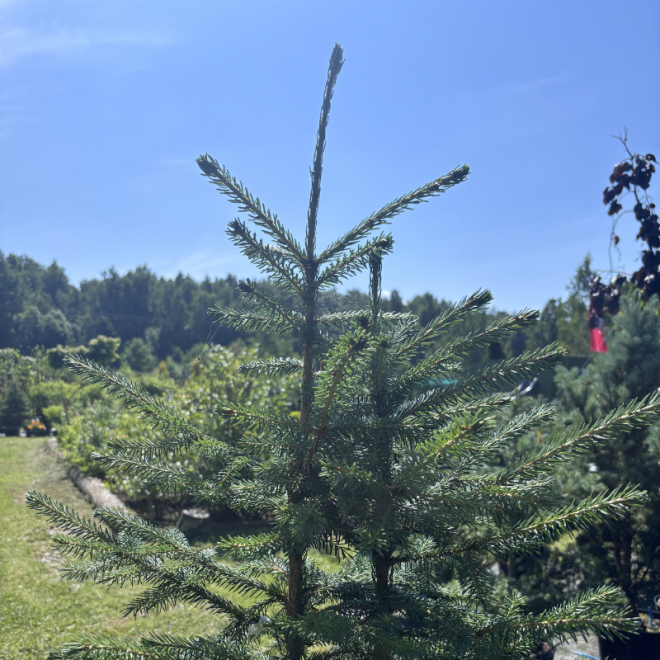 Eglė paprastoji (Picea abies)