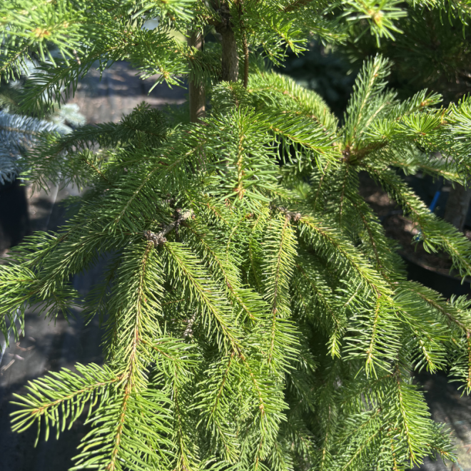 Eglė paprastoji (Picea abies)