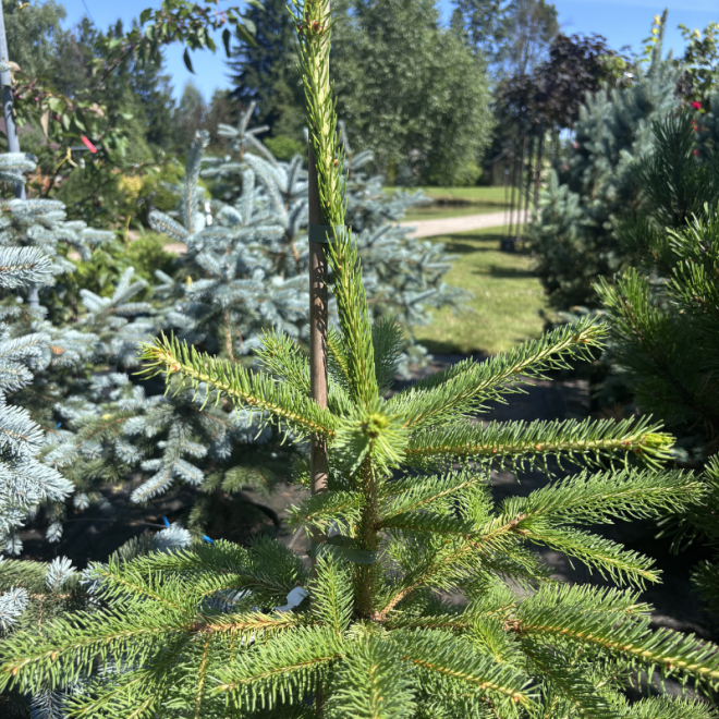 Eglė paprastoji (Picea abies)