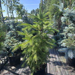 Eglė paprastoji (Picea abies)