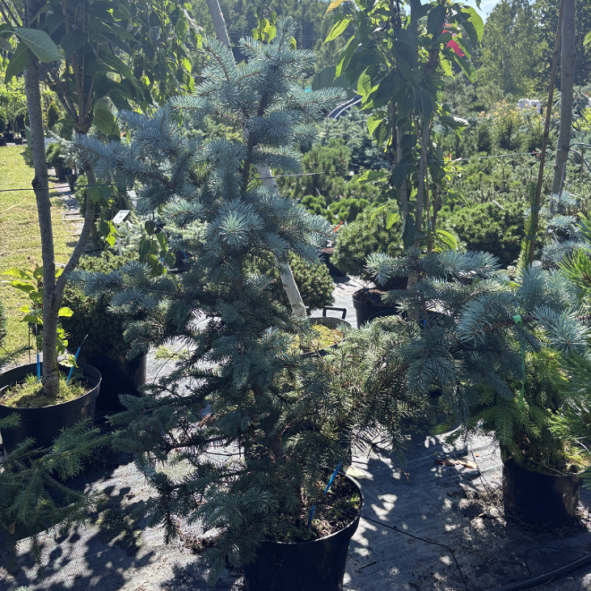 Eglė dygioji (Picea pungens)
