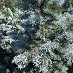 Eglė dygioji (Picea pungens)