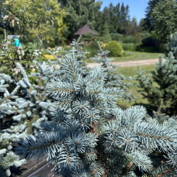 Eglė dygioji (Picea pungens)