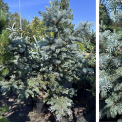 Eglė dygioji (Picea pungens)
