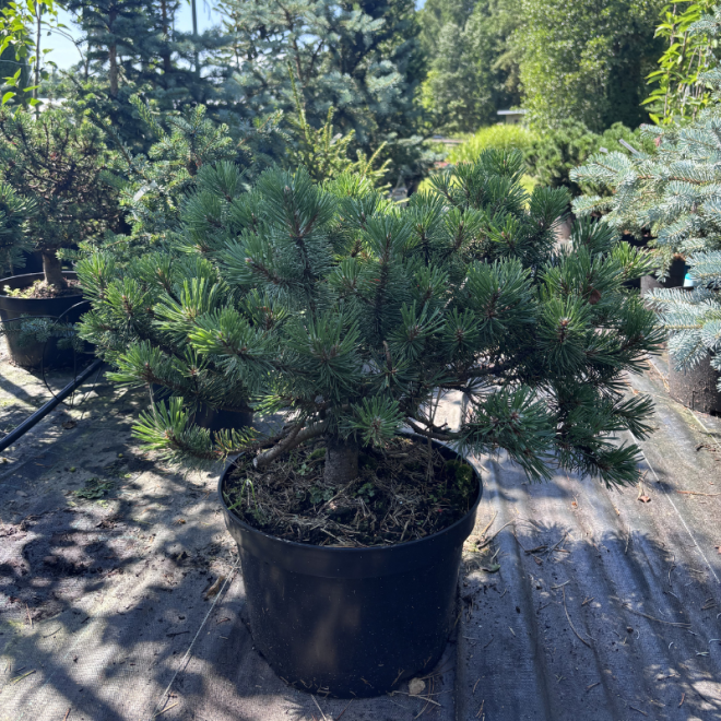 Pušis kalninė (Pinus mugo)