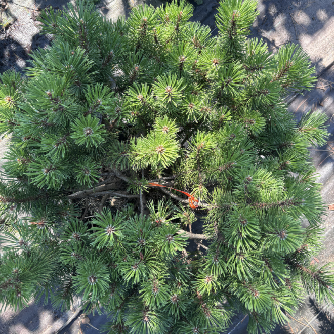 Pušis kalninė (Pinus mugo)