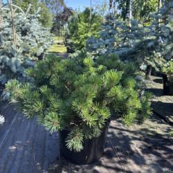 Pušis kalninė (Pinus mugo)