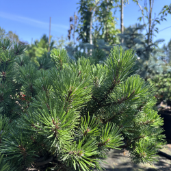 Pušis kalninė (Pinus mugo)