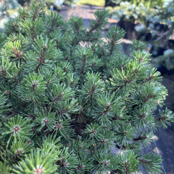 Pušis kalninė (Pinus mugo)
