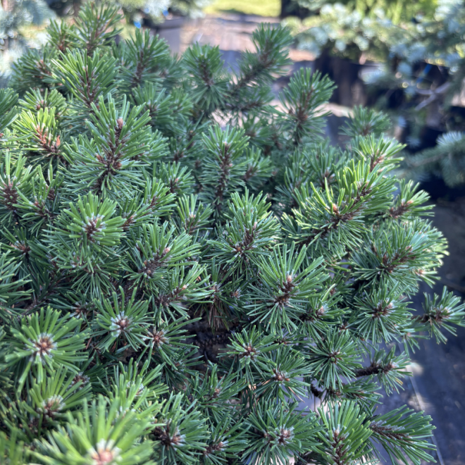 Pušis kalninė (Pinus mugo)