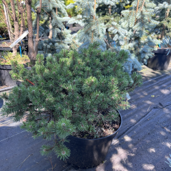 Pušis kalninė (Pinus mugo)