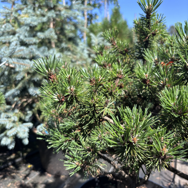 Pušis kalninė (Pinus mugo)