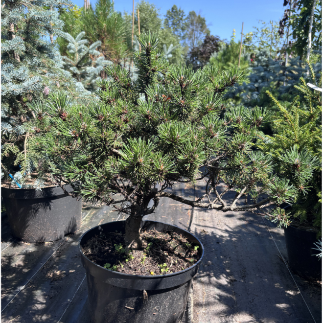 Pušis kalninė (Pinus mugo)