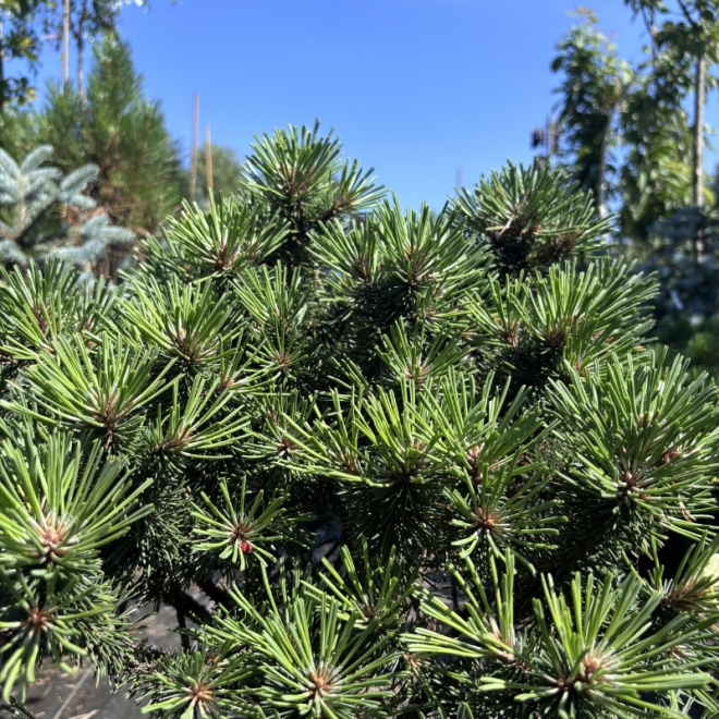 Pušis kalninė (Pinus mugo)