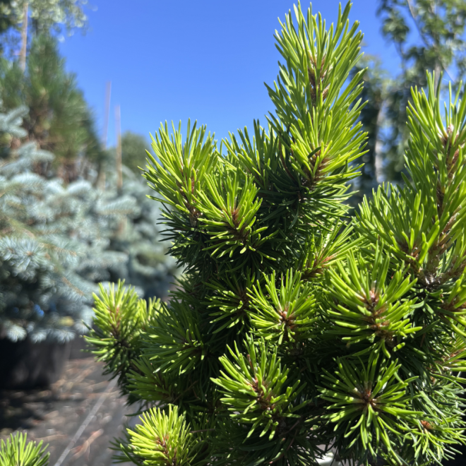 Pušis kalninė (Pinus mugo)