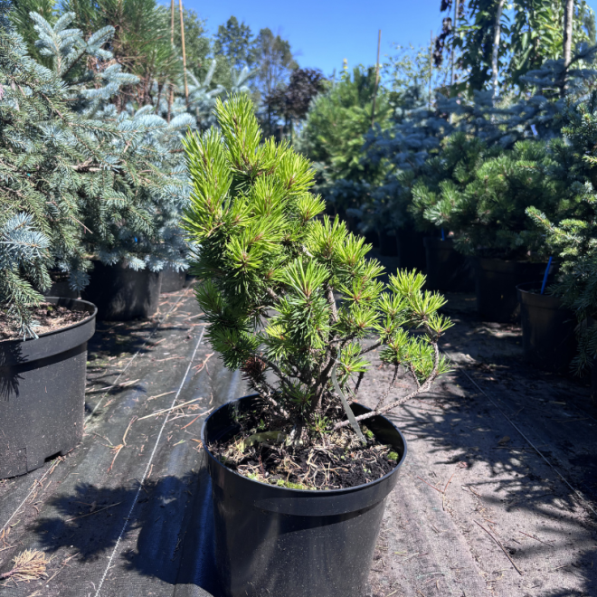 Pušis kalninė (Pinus mugo)