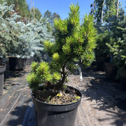 Pušis kalninė (Pinus mugo)