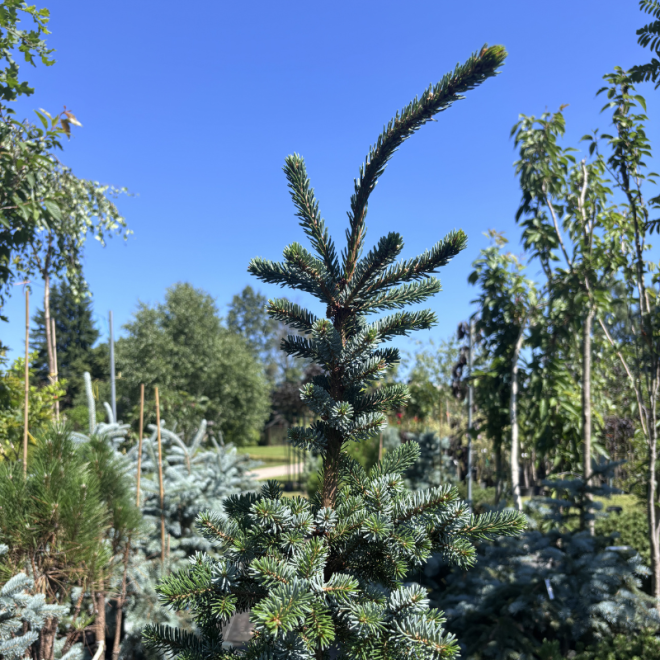 Picea omorika