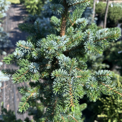 Picea omorika