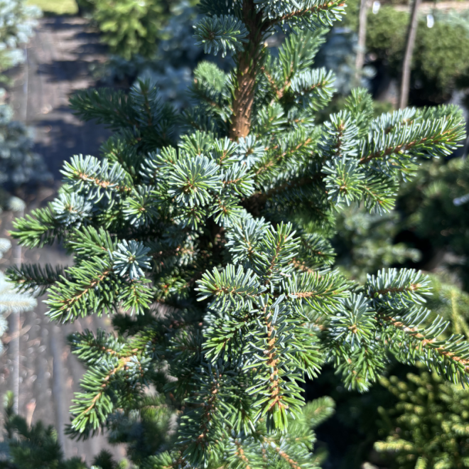 Picea omorika