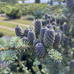 Kėnis korėjinis (Abies koreana)