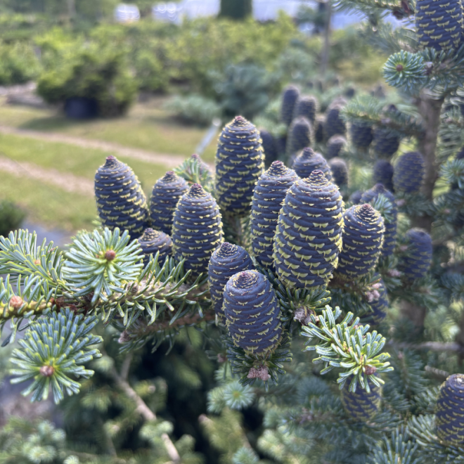 Kėnis korėjinis (Abies koreana)