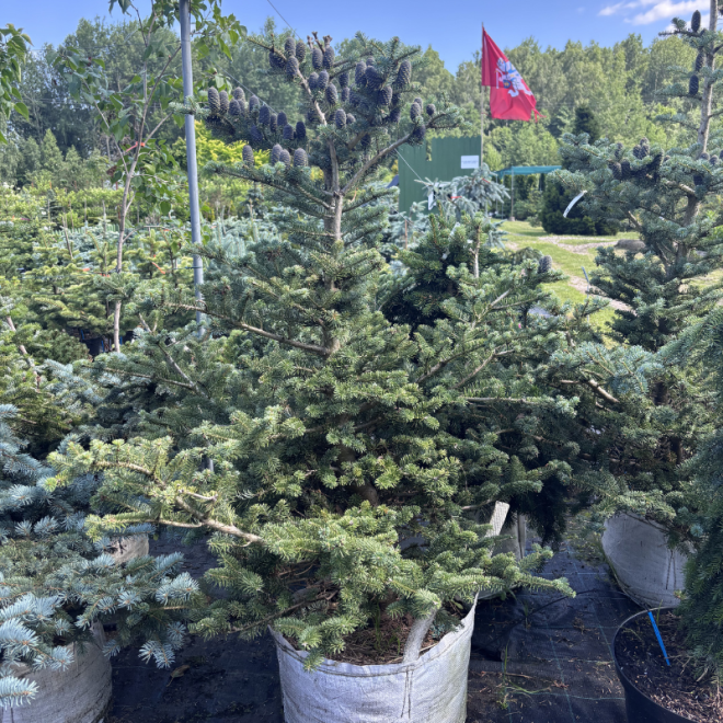 Kėnis korėjinis (Abies koreana)