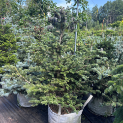 Kėnis korėjinis (Abies koreana)