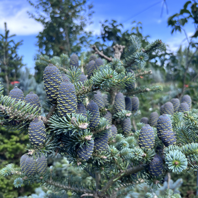 Kėnis korėjinis (Abies koreana)