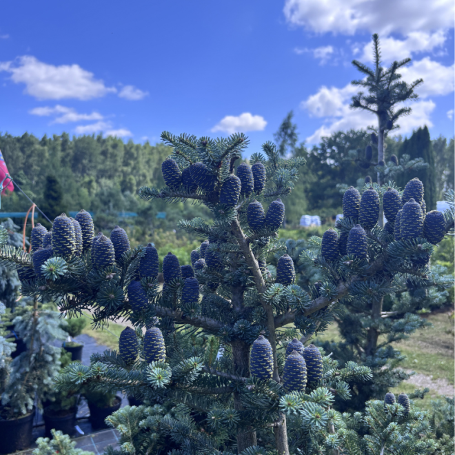 Kėnis korėjinis (Abies koreana)