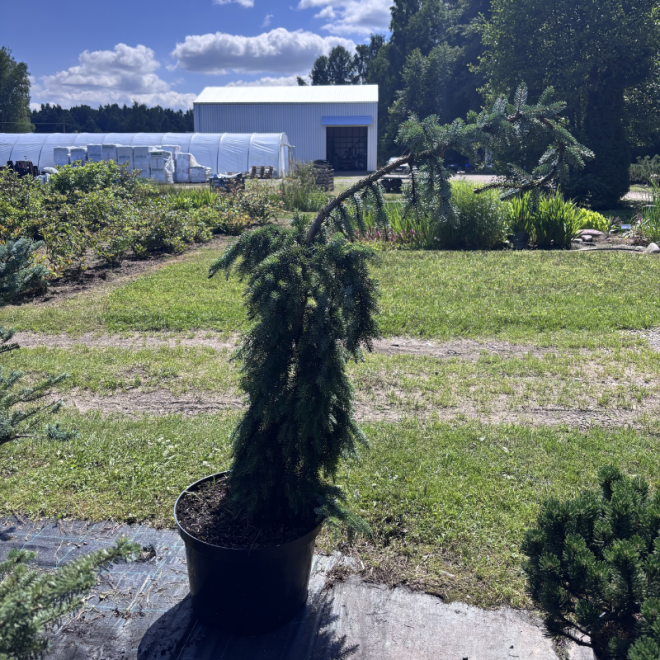 Eglė svyranti (Picea)