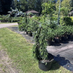 Eglė svyranti (Picea)
