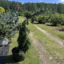 Eglė svyranti (Picea)