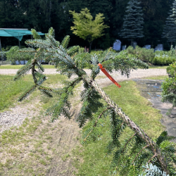 Eglė svyranti (Picea)