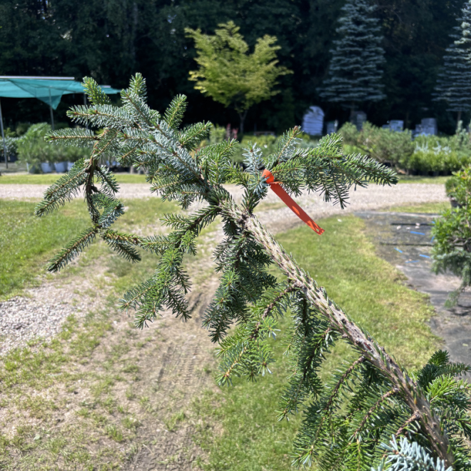 Eglė svyranti (Picea)
