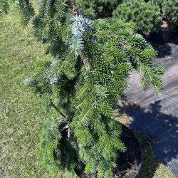 Eglė svyranti (Picea)