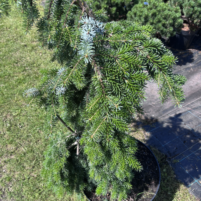 Eglė svyranti (Picea)