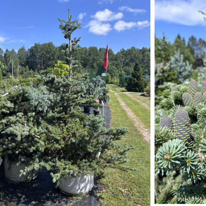 Kėnis korėjinis (Abies koreana)