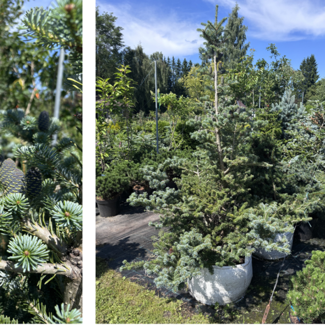 Kėnis korėjinis (Abies koreana)