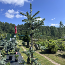 Kėnis korėjinis (Abies koreana)