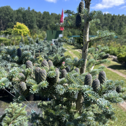 Kėnis korėjinis (Abies koreana)