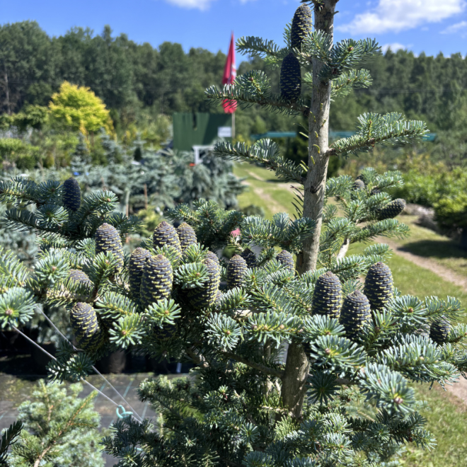 Kėnis korėjinis (Abies koreana)