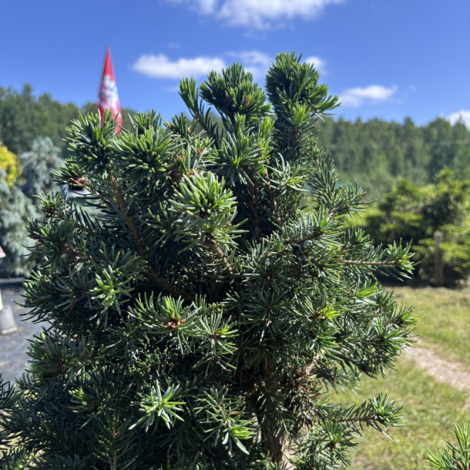 Eglė serbinė (Abies koreana)