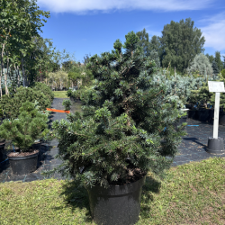 Eglė serbinė (Abies koreana)