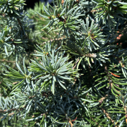 Eglė serbinė (Abies koreana)
