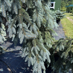Eglė svyranti (Picea)