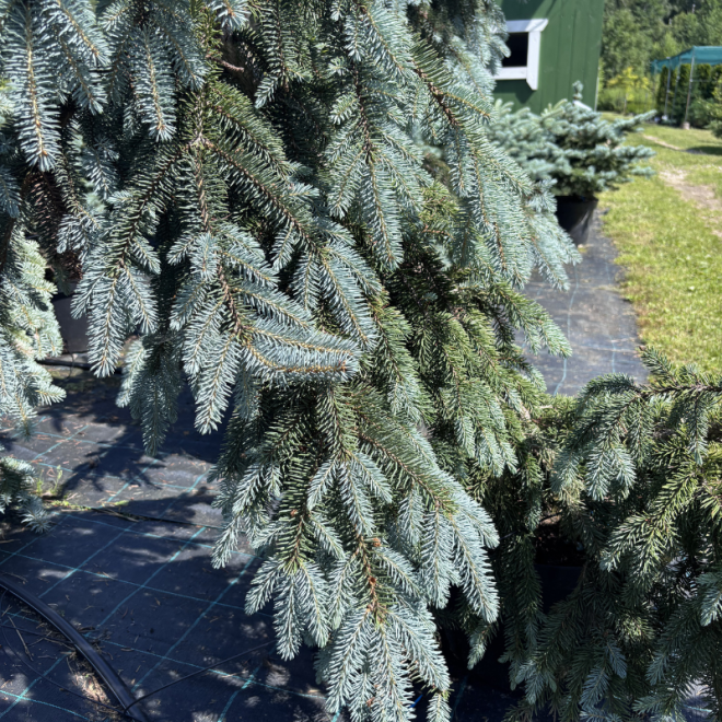 Eglė svyranti (Picea)