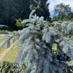 Eglė svyranti (Picea)
