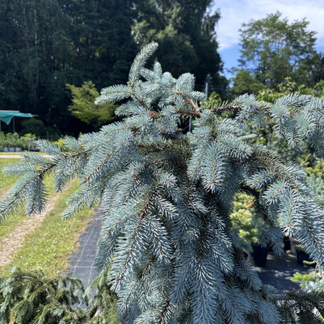 Eglė svyranti (Picea)